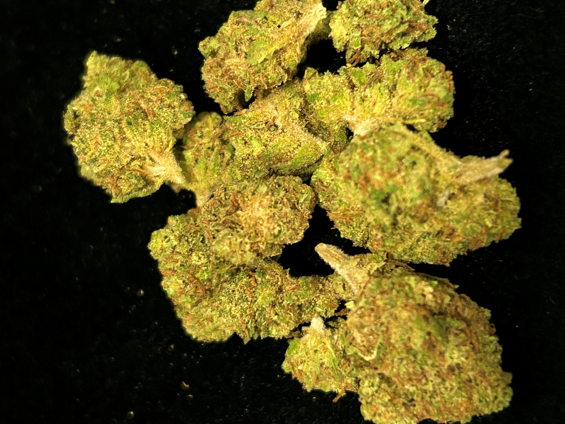 WHITE WIDOW SMALL BUDS HYDRO – Image 2