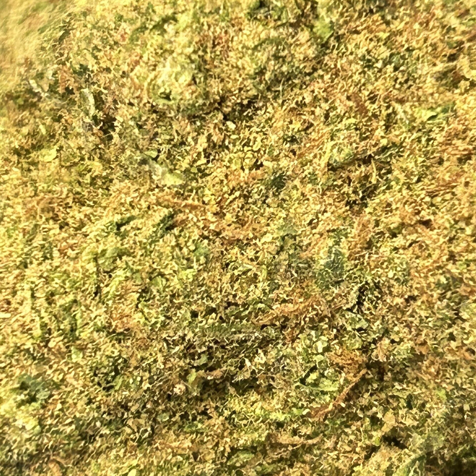 PINEAPPLE HAZE HYDRO – Image 2