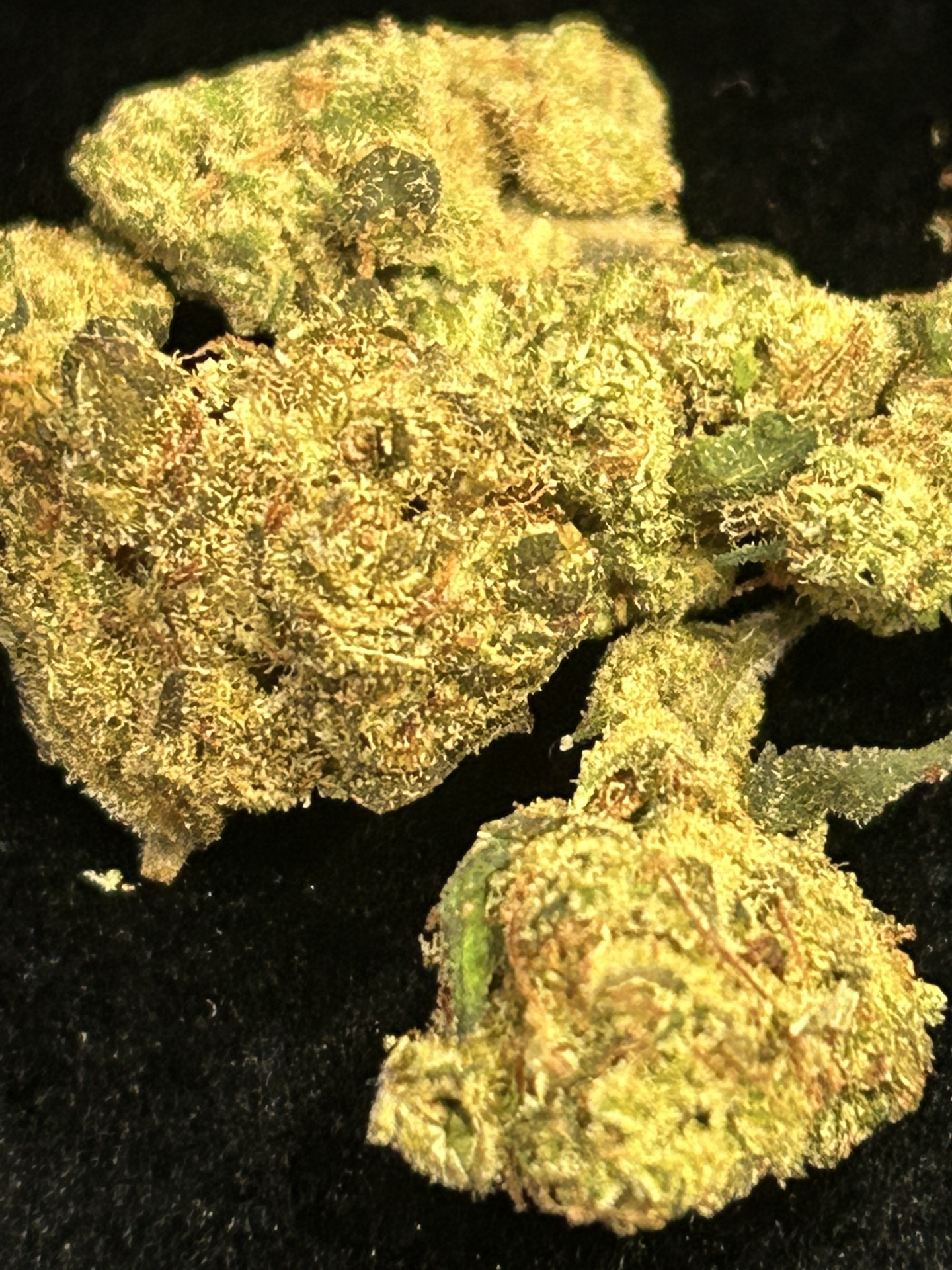 CALI AMNESIA SMALL BUDS HYDRO CBN