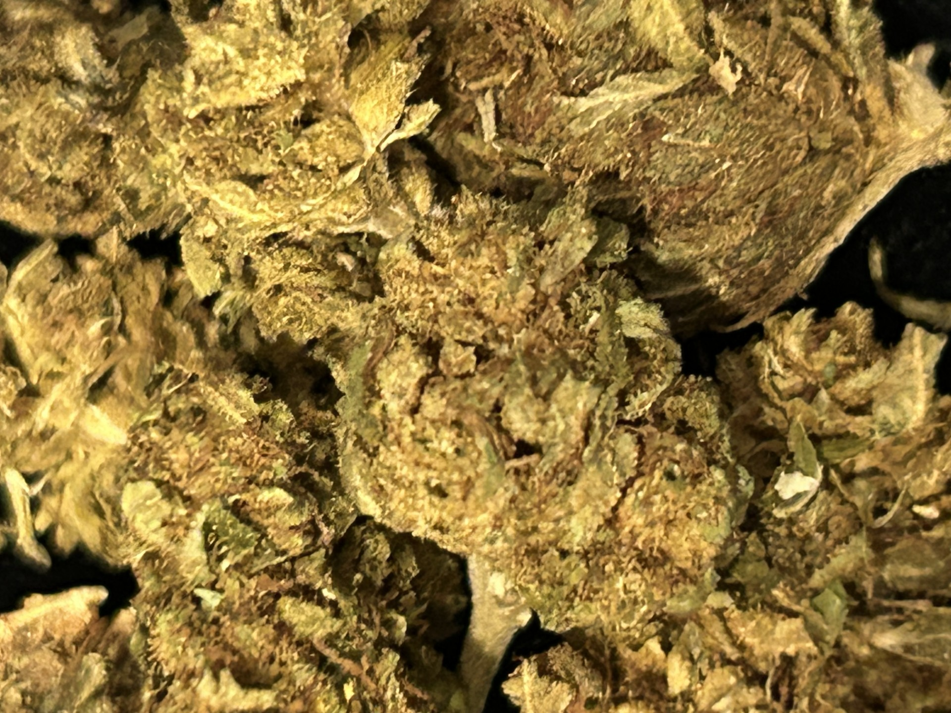 HARLEQUIN KUSH SMALL BUDS – Image 2