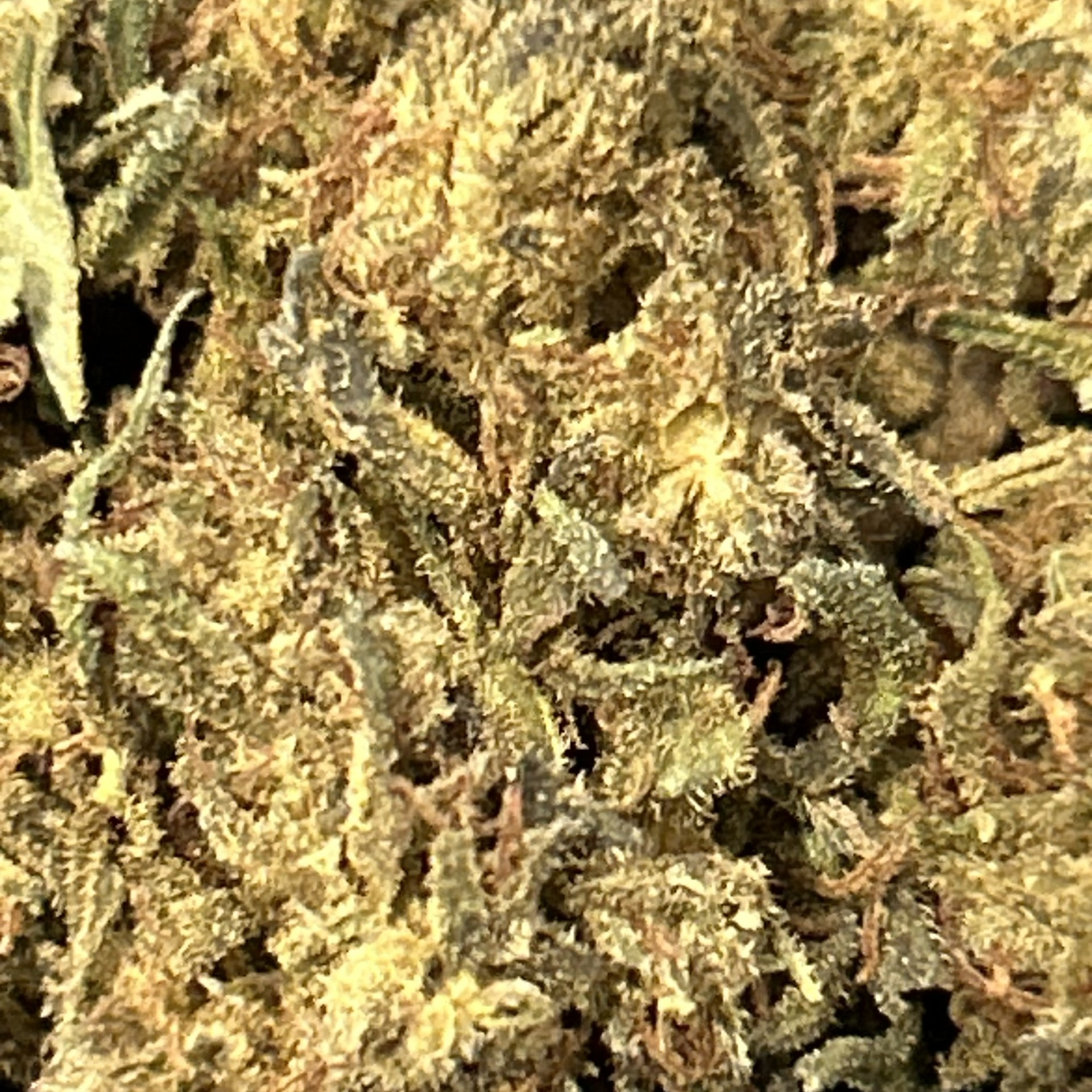 TROPICANA COOKIES CBC – Image 2